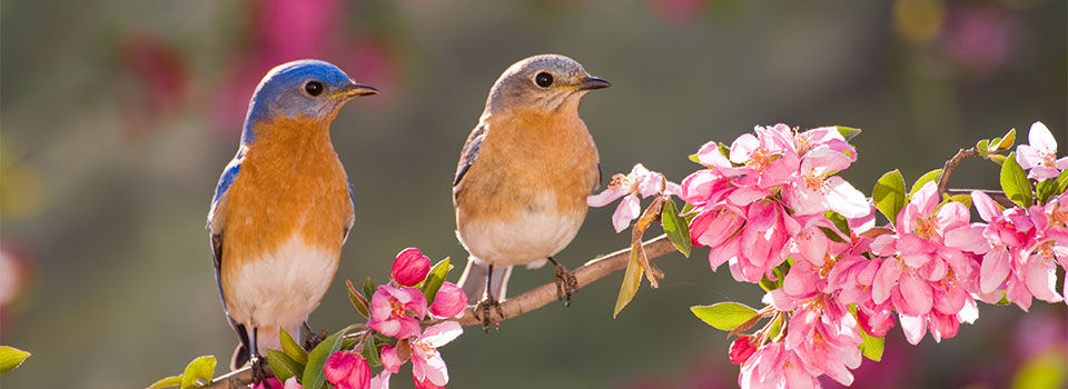 Two birds sitting by each other on a tree branch with pink flower blossoms