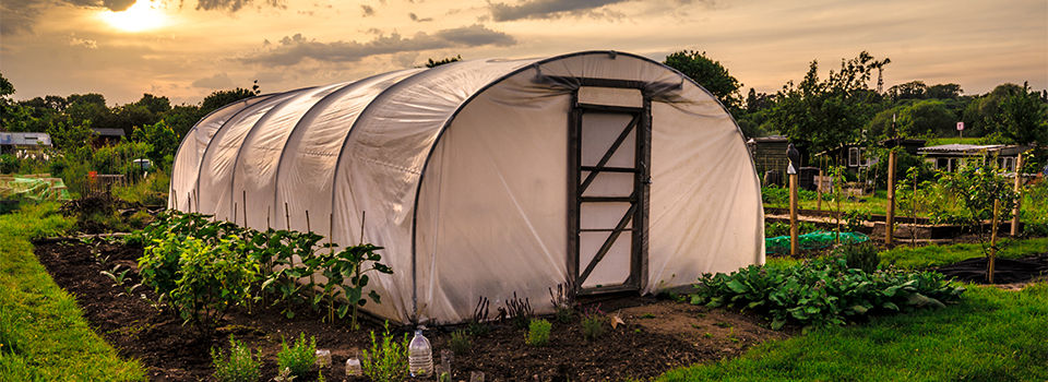 Polythene tunnel as a plastic greenhouse in an allotment with growing vegetables at sunset.