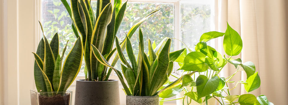 Plants sitting on ledge of window sill with sunlight coming in