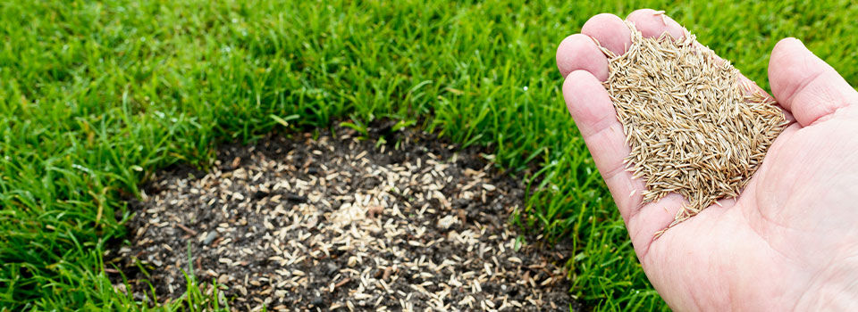 Person holding a handfull of grass seed in their hand with a patch of seeded grass in the background