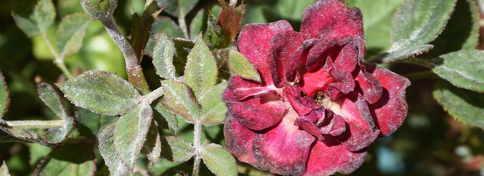 Powdery mildew on red flower and its leaves