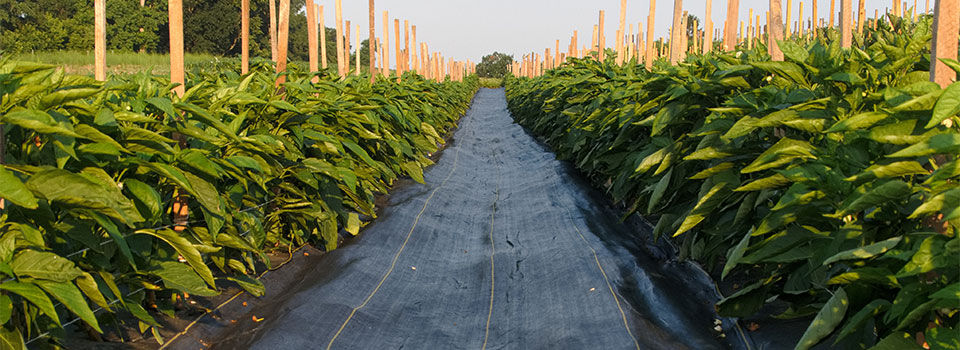 Landscaping fabric used between a row of plants to prevent weeds