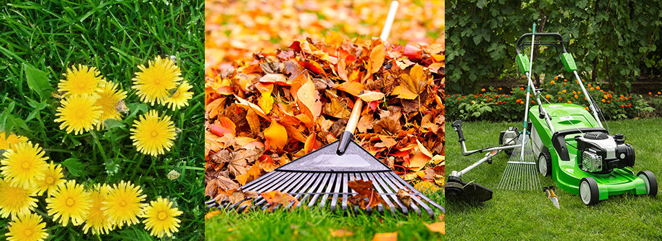 Collage of dandelions, a rake with leaves, and a lawn mower with other lawn tools