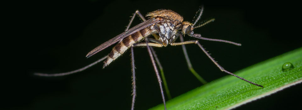 Close-up of a mosquito