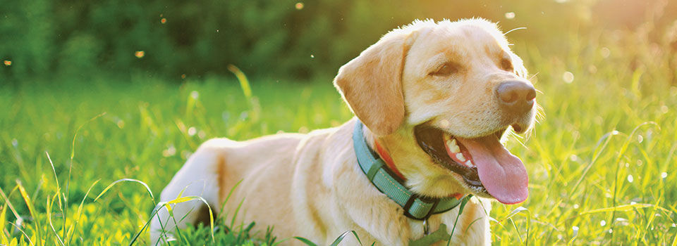 Yellow lab with his tongue out laying in the grass with the sun shining