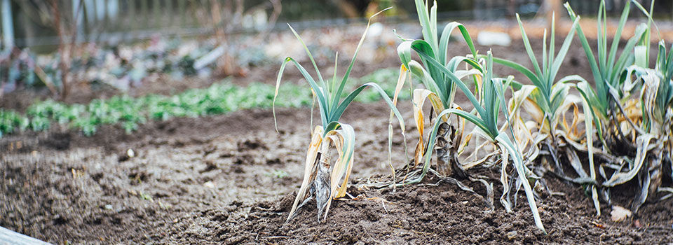 Green onions in focus in a garden