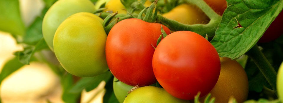 Ripe juicy red tomatoes on a vine in a garden