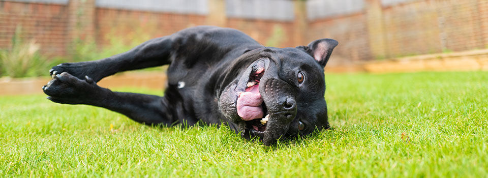 Happy black dog lying on its side on lush green grass, with a steel and wood fence in the background. The dog is smiling and looking content.