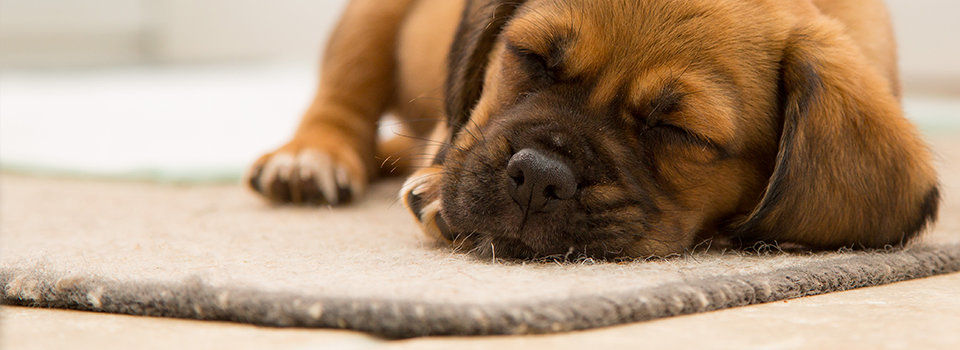 a brown puppy dog sleeping on a carpet