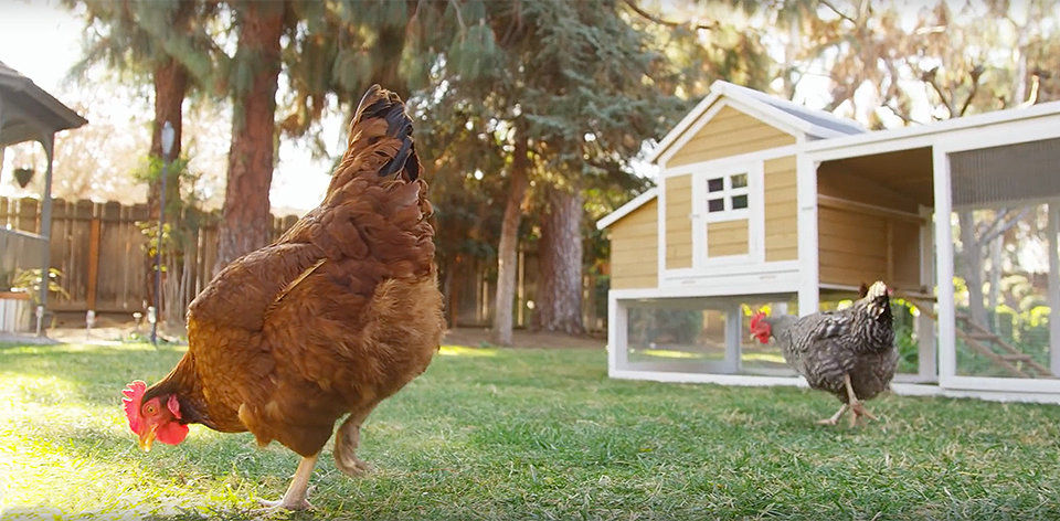 Chickens in backyard