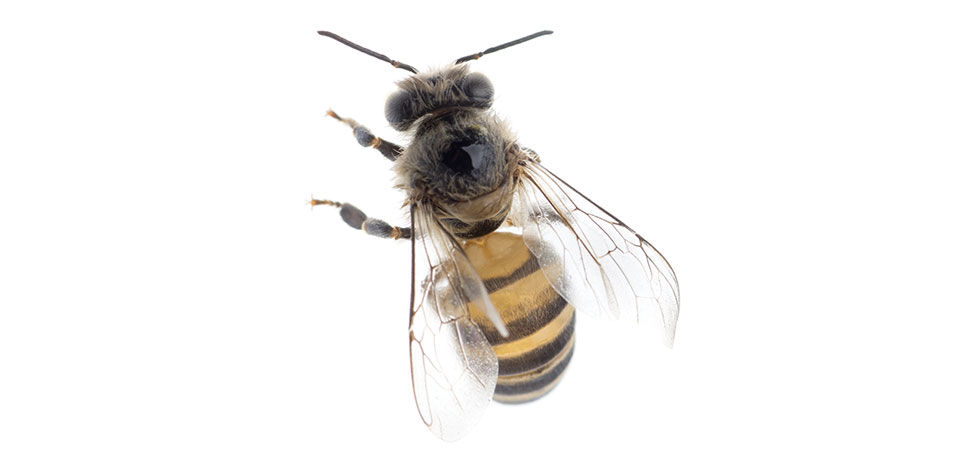 Bee