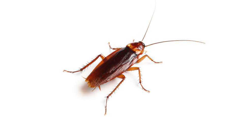 Cockroach