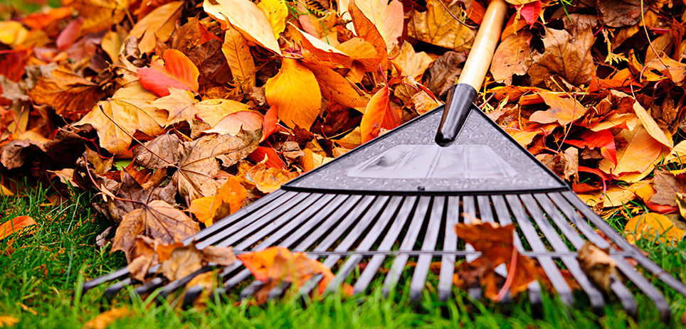 A yard rake laying on a pile of leaves in green grass