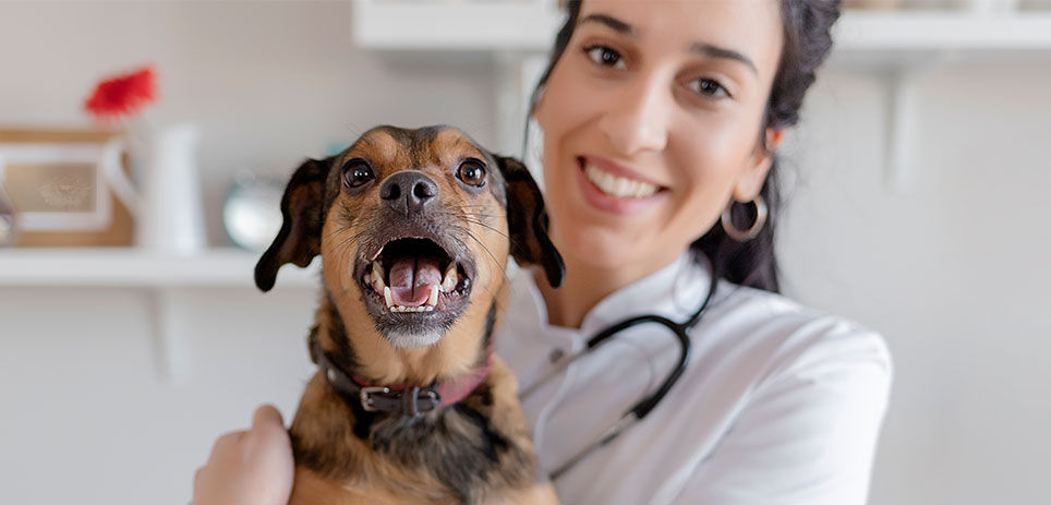 Vet smiling holding dog 