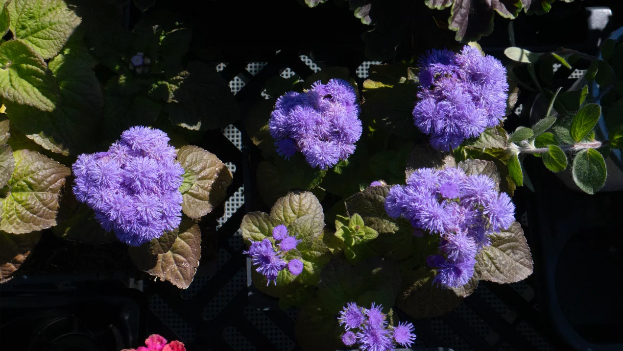 assortment of annuals at jenks