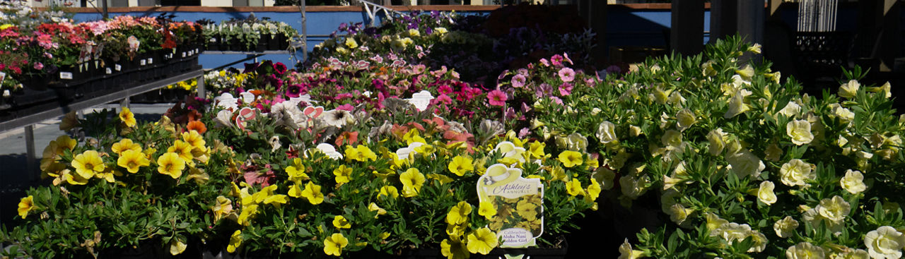 Assortment of annuals at Jenks