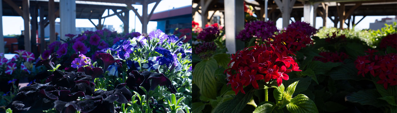 Assortment of annuals at Jenks