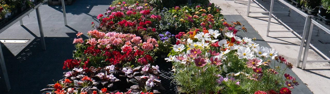 Assortment of annuals at Jenks
