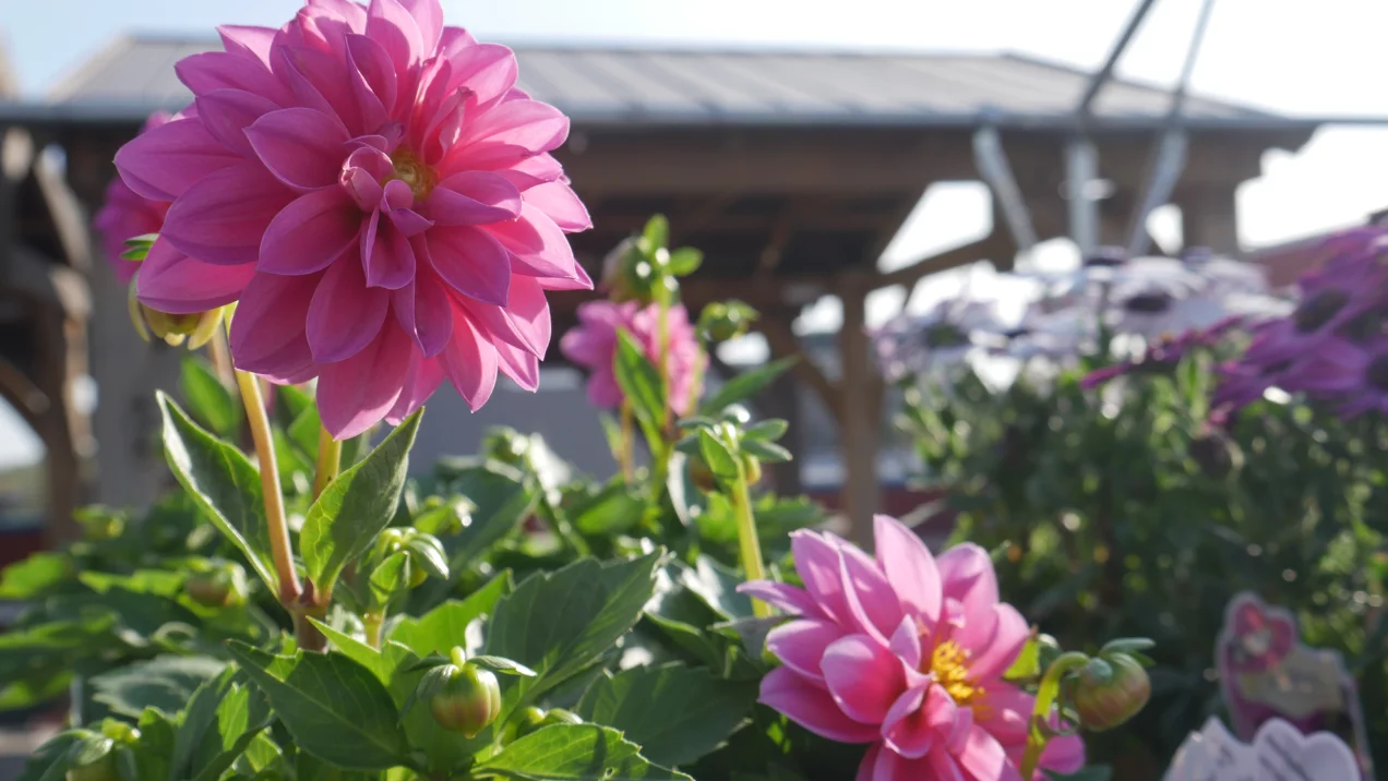 assortment of annuals at jenks
