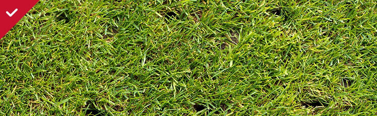  A top-down view of a green, lush lawn that has been recently aerated, showing small, dark holes scattered throughout the blades of grass.