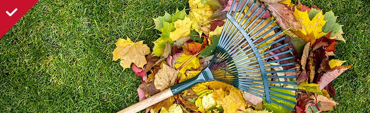  An overhead view shows a green lawn with a pile of colorful autumn leaves in the center, partially covered by a dark green plastic rake with a wooden handle.