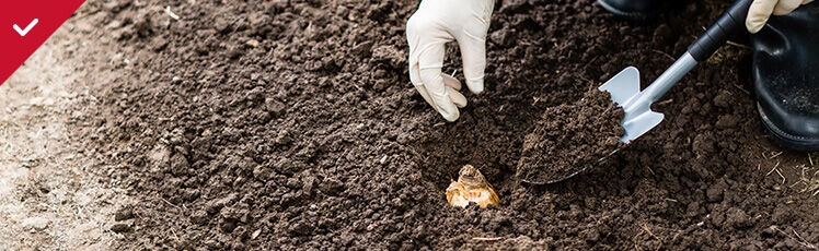 A person wearing white gloves uses a small silver trowel to plant a flower bulb into a hole in dark, rich garden soil.