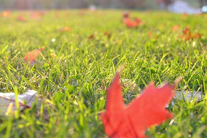 Fall Lawn Care - How to DIY