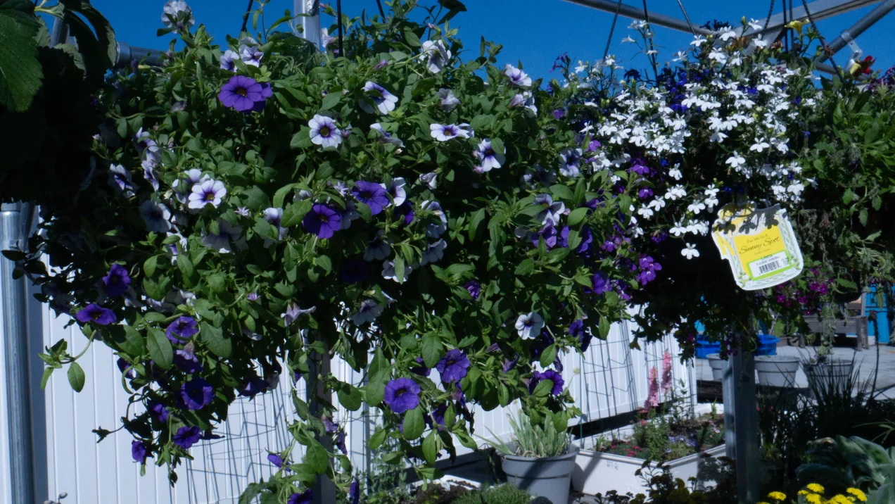 hanging baskets