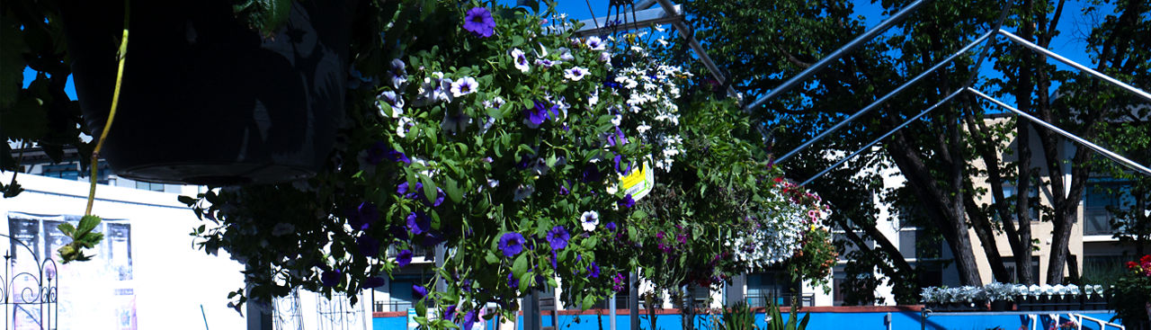 assortment of hanging baskets at Jenks