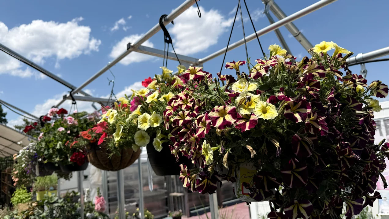 hanging baskets