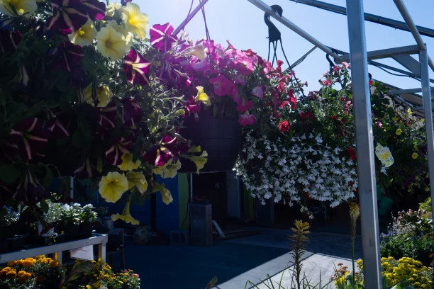 Hanging Baskets