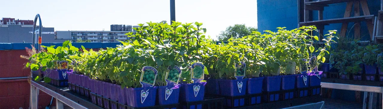 assortment of herbs at Jenks