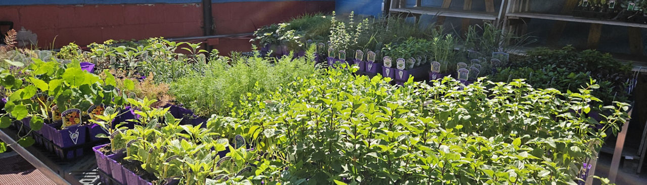assortment of herbs at Jenks