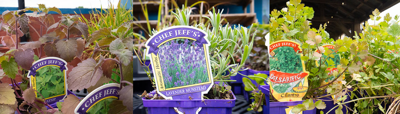 assortment of herbs at Jenks