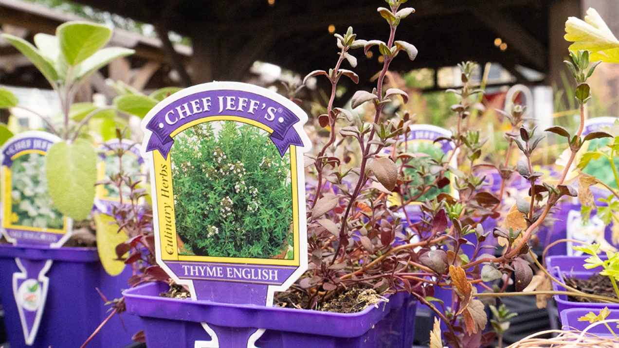 Thyme english Herb