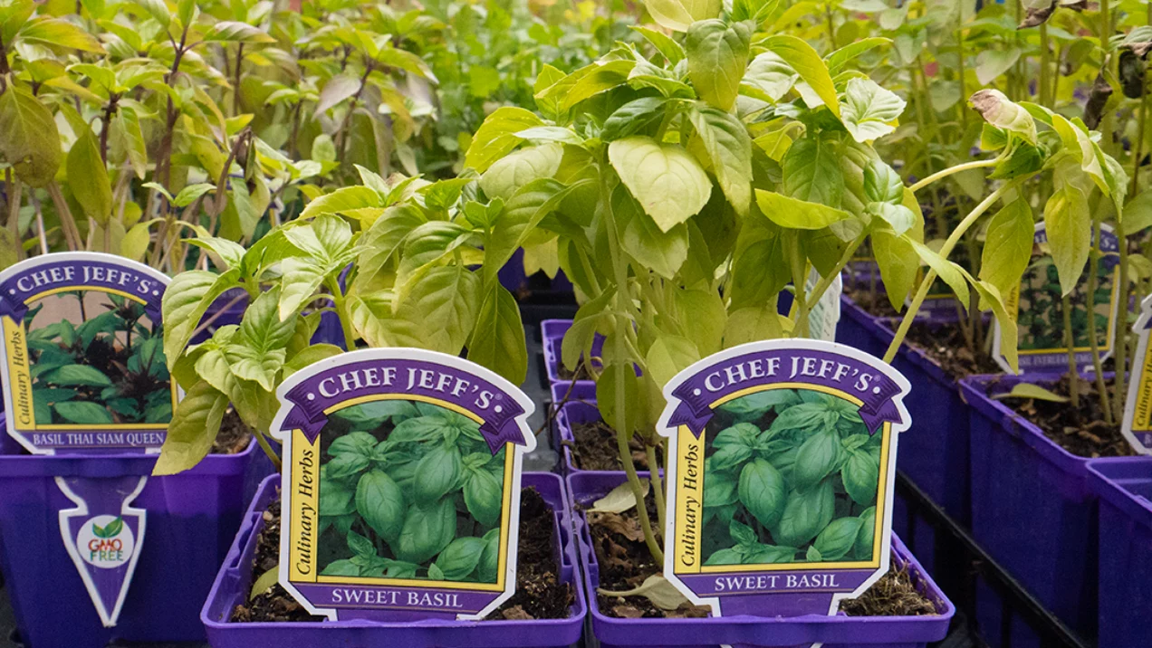 Sweet Basil Herb