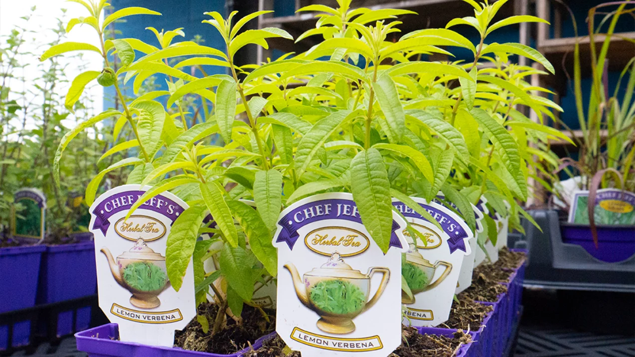 Lemon Verbena Herb