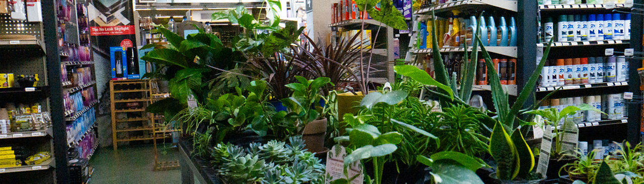 collection of houseplants at Jenks