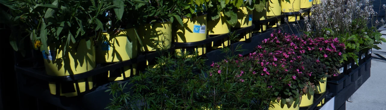 assortment of native plants at Jenks