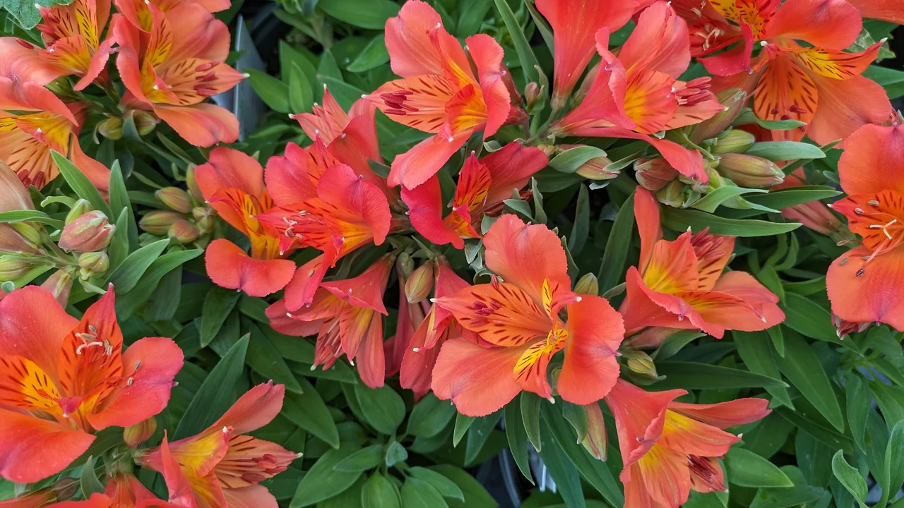 Garden Header