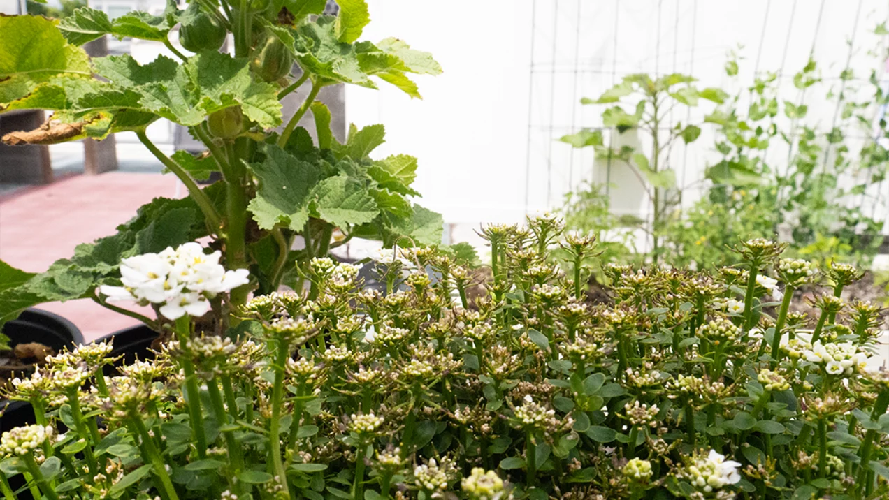 assortment of perennials at Jenks