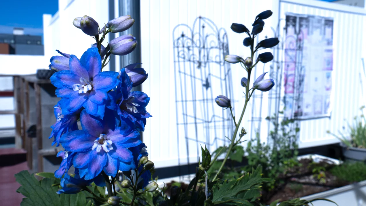 assortment of perennials at Jenks