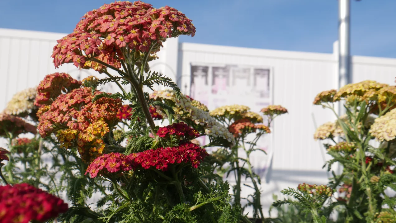 assortment of perennials at Jenks