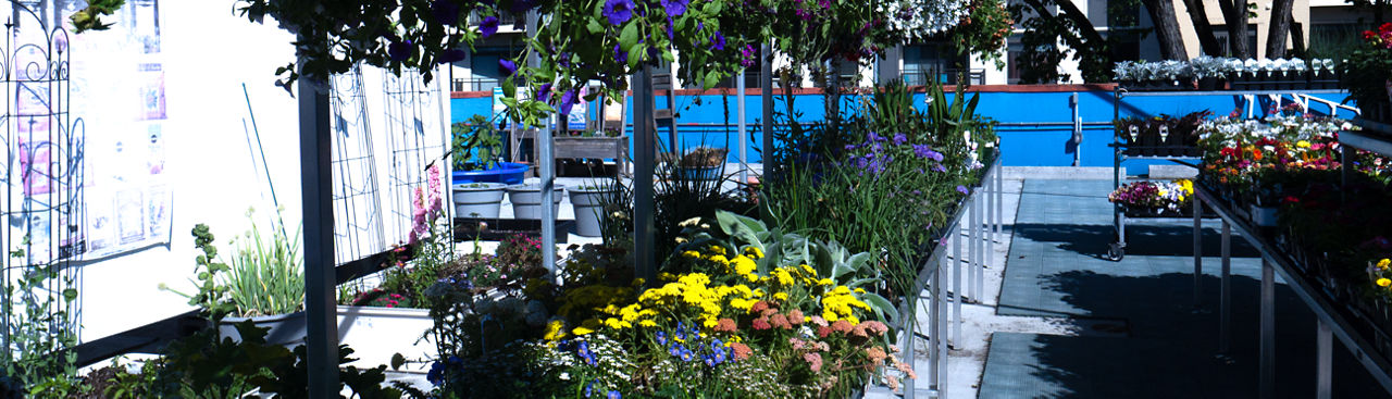 assortment of perennials at Jenks
