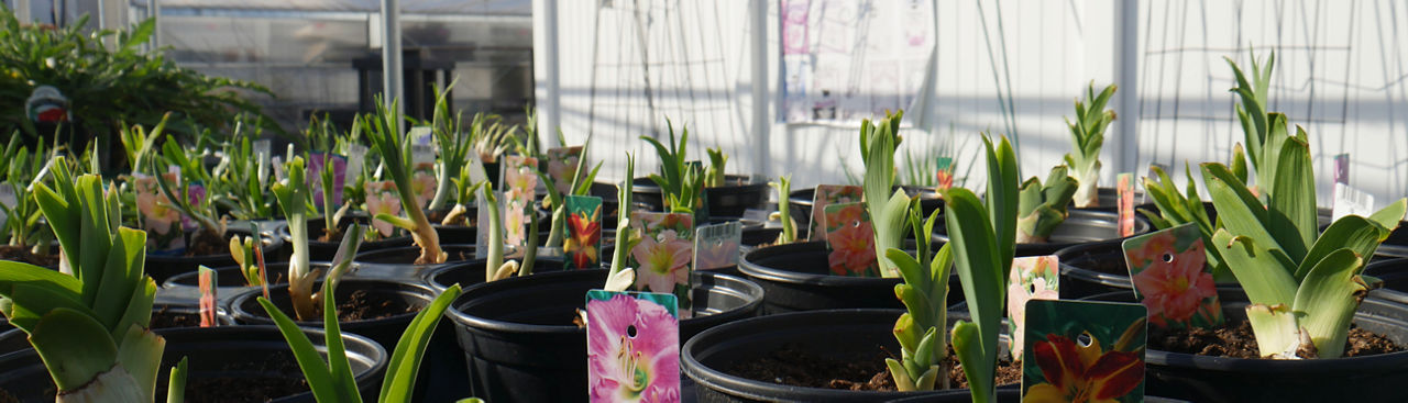 assortment of perennials at Jenks