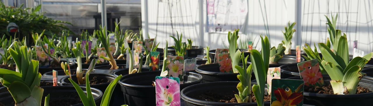 assortment of perennials at Jenks