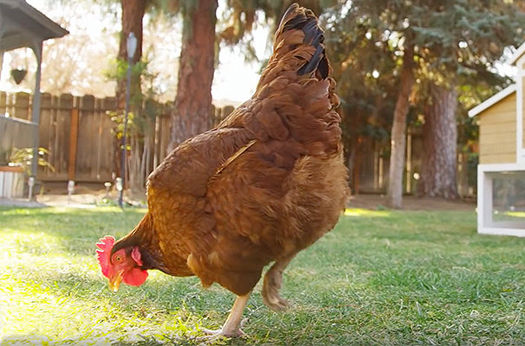 A group of free-range pet chickens in an urban farm backyard. The chickens are standing in front of a chicken coupe. The chickens are seen pecking and scratching at the ground, with green grass and foliage in the background. They are of various breeds and colors, with feathers ranging from brown to white.