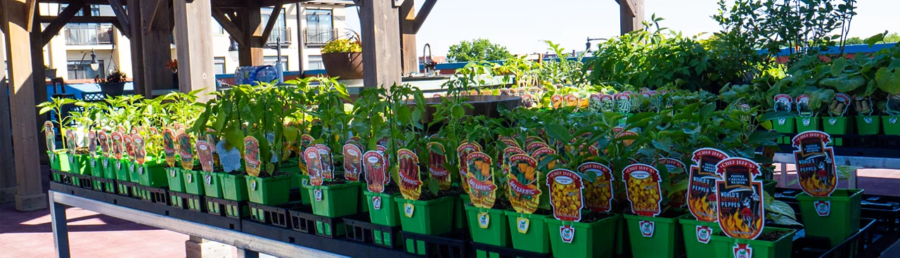 vegetables at Jenks