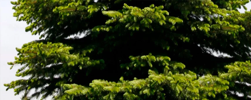 Evergreen Pine Trees