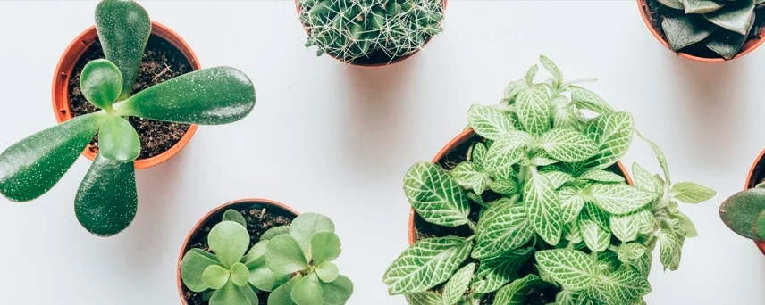 House Plants